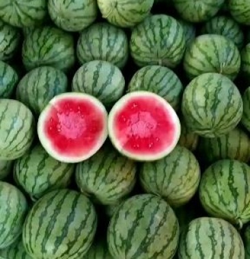 金花三号花皮无籽西瓜大量有货二茬