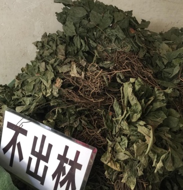 不出林中药材矮地茶野生叶底珠叶下红干品紫金牛500g