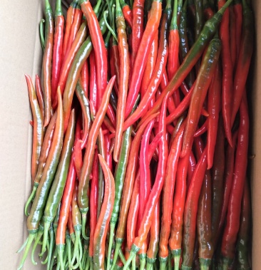 青线椒红线椒满天星小米椒