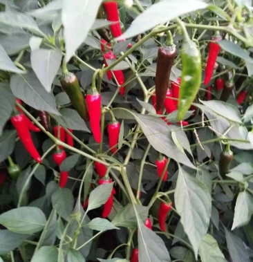 为响应国家政策家种植有千亩朝地椒约五十万斤需要销售