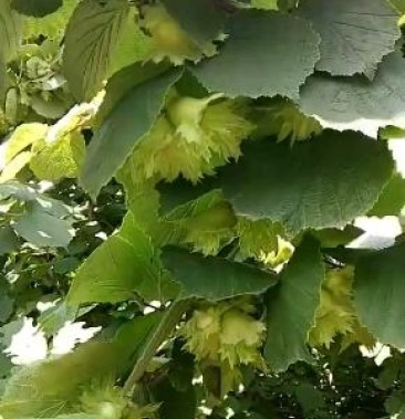 青皮大榛子七月二十五上市!