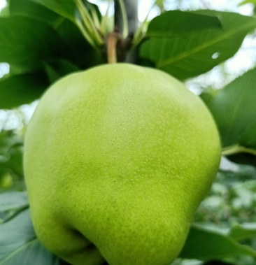 [梨批发]早苏梨价格1.30元/斤 - 一亩田