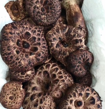 2021新鲜云南黑虎掌菌