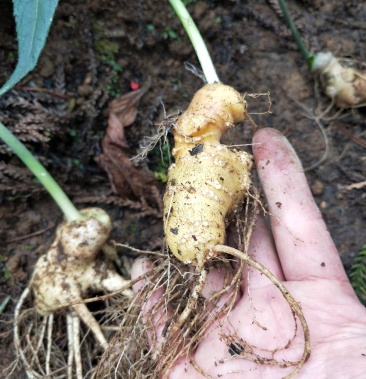 竹节参种苗,自产自销