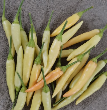 [泡椒批发]野山椒,白泡椒价格1.80元/斤 - 一亩田