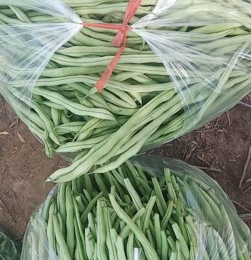 [豆角批发]四季豆 无筋豆 豆王价格4.00元/斤 - 一亩田