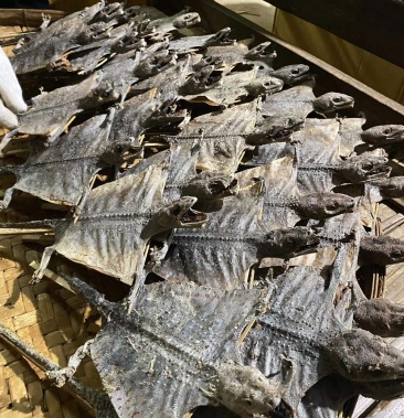 [蛤蚧批发]泰国蛤蚧有濒危配额价格35.00元/个 - 一亩田