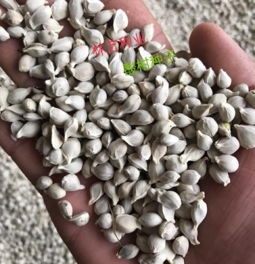 酸桔种子柚子种子酸柑种子柑橘苗砧木种子枳壳种子 酸橘种