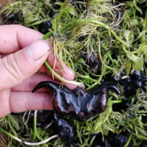 菱角种子老菱角种子四季水生植物蔬菜高产红菱角种子青菱角