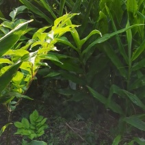 现挖现卖纯生态洋荷姜