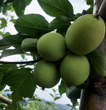 k9果,清甜爽口,物美价廉,有需要的联系我