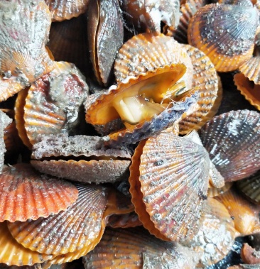 湛江徐闻大量批发扇贝