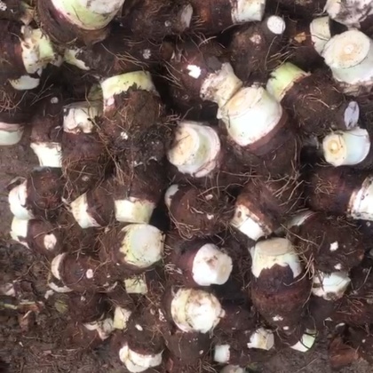 七星区荔浦芋头产地行情