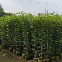 1-2-3公分高度1-3米多花少花黄花风铃木