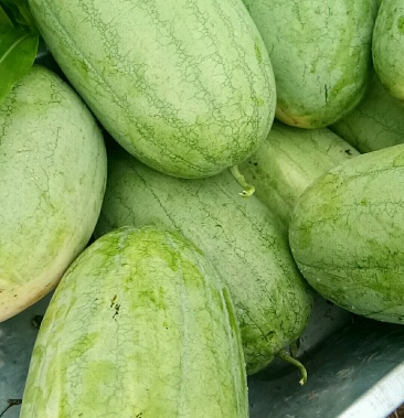 绿之秀西瓜皮薄瓤红甘甜爽口十斤打底