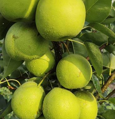 【新梨】绿宝石梨二级果货源充足质量保证