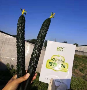 优质黄瓜苗传奇778强雌油亮抗病高产乾德种业货主高价回收