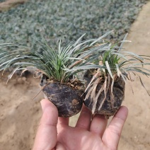 玉龙草日本矮麦冬玉龙草种植户沿街草