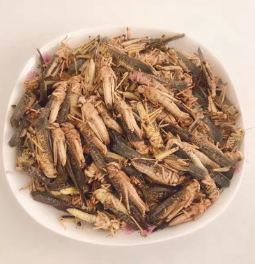 干冻蚂蚱,无冰无水,挑选干净2茬蚂蚱