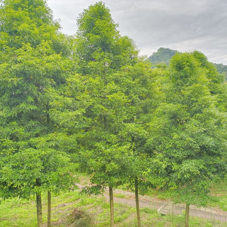 四川金丝楠木树