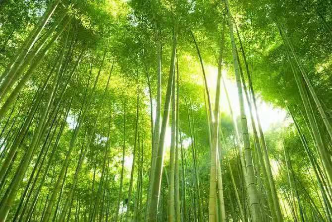 雏菊在自然风光中静静绽放,周围是绿意盎然的草地和阳光洒落的森林 雏菊与自然风光