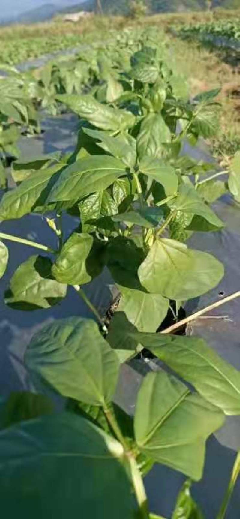 云南精品绿豇豆(一年四季有效)