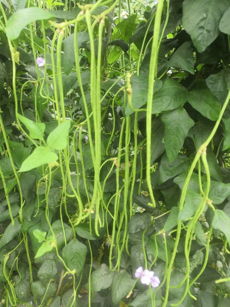 云南精品绿豇豆(一年四季有效)