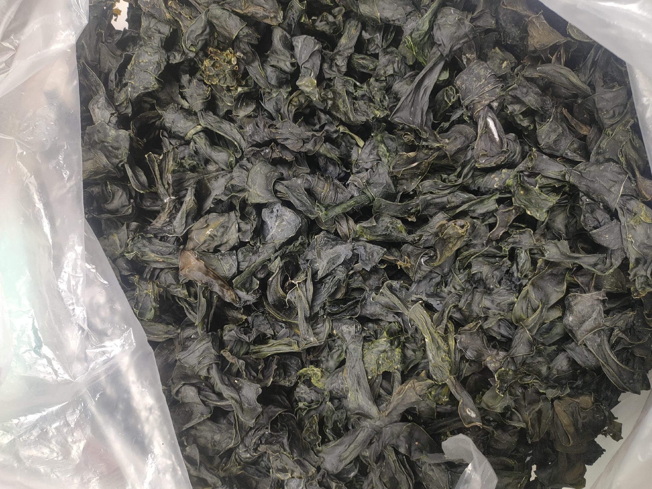 干海带实物图