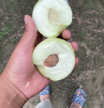 供应京玉北京14罐头桃,白桃,专供各大罐头食品加工厂!