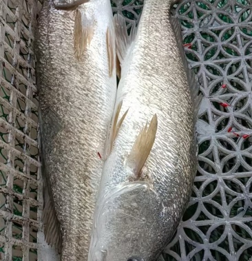 [红鳍笛鲷批发]一点红鱼价格20.00元/斤 - 一亩田