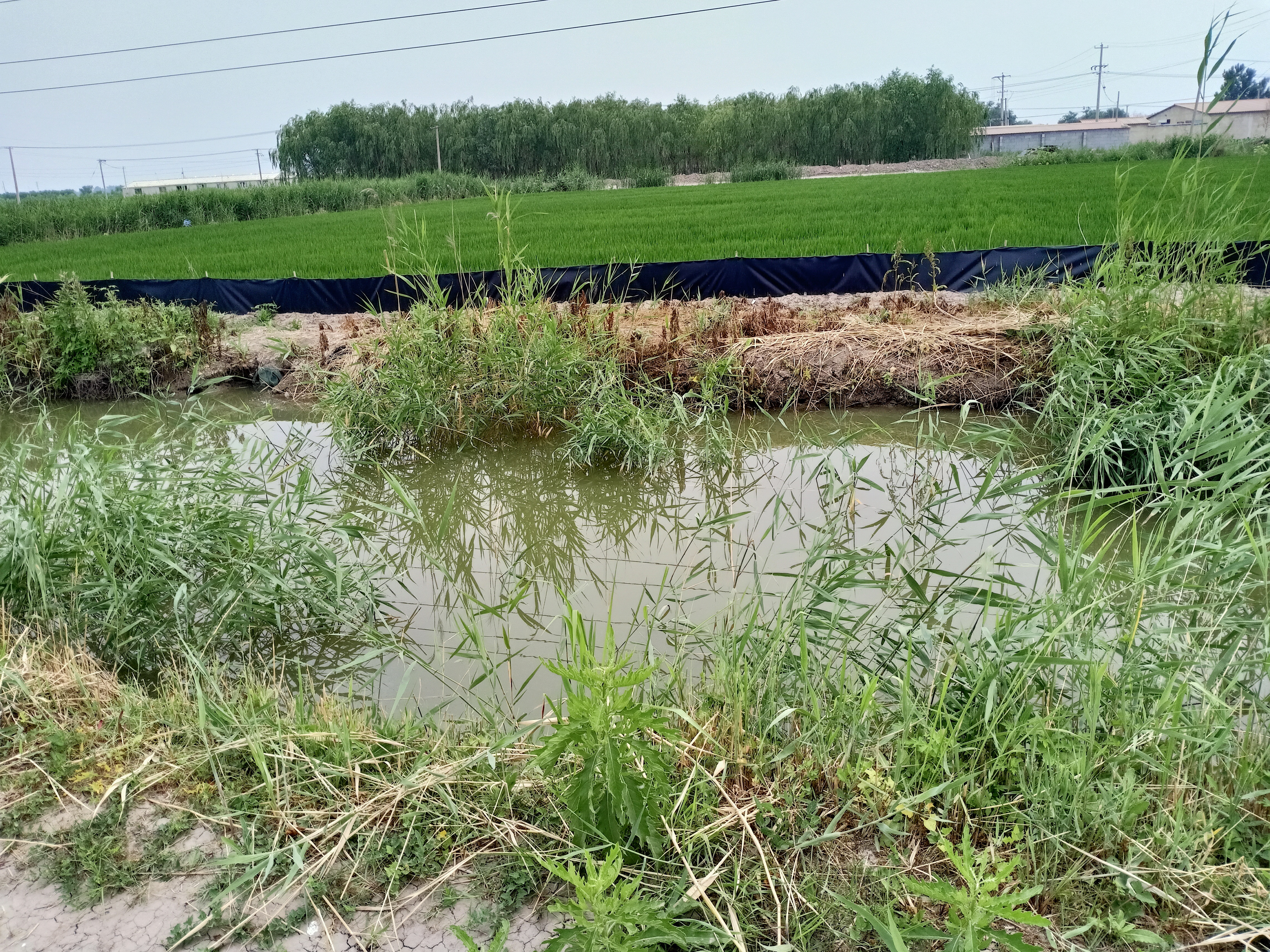 南美白对虾稻田养殖沟渠建设