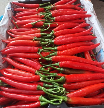 [红椒批发]海花红价格2.70元/斤 - 一亩田
