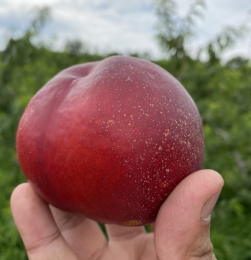 [红油桃批发]大连麻脸油桃价格3.00元/斤 - 一亩田