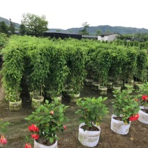 炮仗花苗爬藤植物育苗杯苗绿化工地山坡围墙风景区