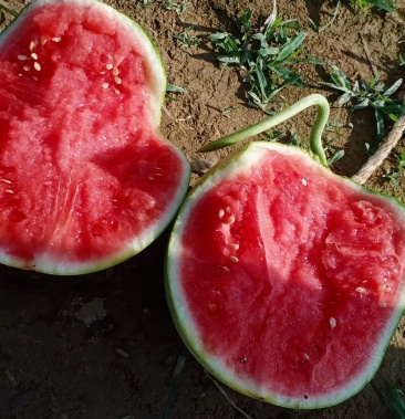 [无籽西瓜批发]小帅童价格1.90元/斤 - 一亩田