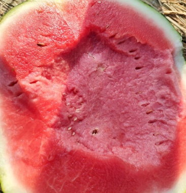 黑无籽西瓜大量上市瓜个头大口感好