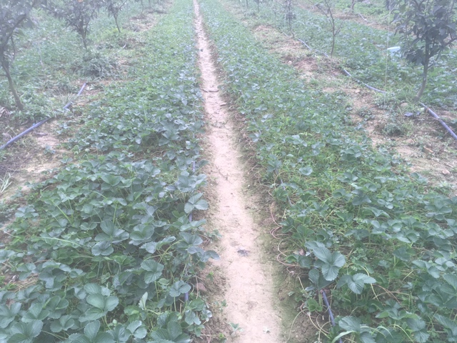 展示南方秋季草莓育苗场景,配有遮阳网和滴灌系统 草莓秋季育苗现场图