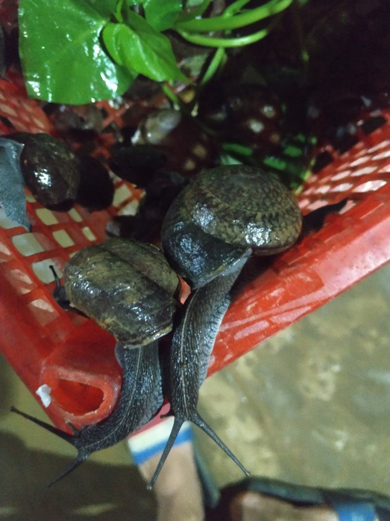 [蜗牛批发]皱巴蜗牛 详情请私聊价格20.00元/个 - 一亩田