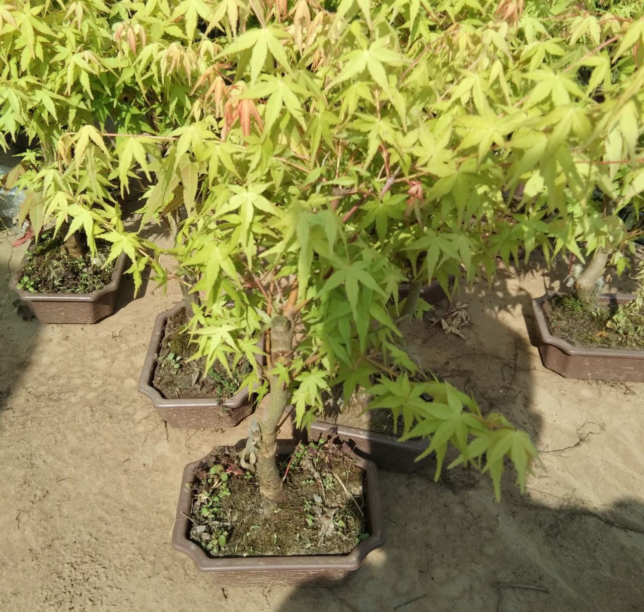 三季红红枫小苗在家庭庭院中作为点缀植物,与绿植搭配形成鲜明色彩对比 三季红红枫小苗在家庭庭院中的应用