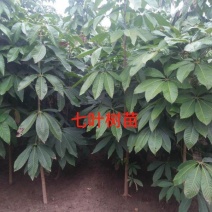 七叶树苗七叶树小苗工程绿化苗木行道园林苗木