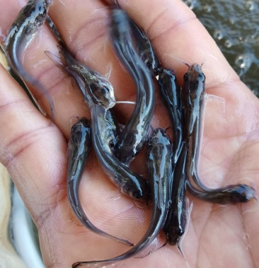 叉尾鮰鱼苗,百万现货,基地直供,全国可发货