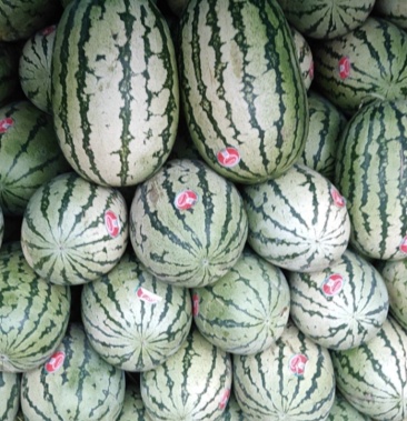 宁夏大西瓜金花1号双嚷皮薄平均在18到20斤左右