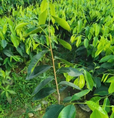 海南棋楠沉香苗为糖结西瓜叶凹身油叶子金沙叶