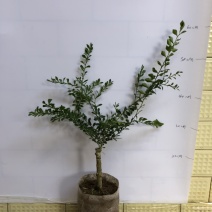 澳洲手指柠檬苗澳洲血柠苗嫁接苗柠檬中的鱼子酱