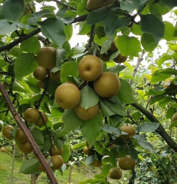 [梨批发]金秋福梨价格2.00元/斤 - 一亩田