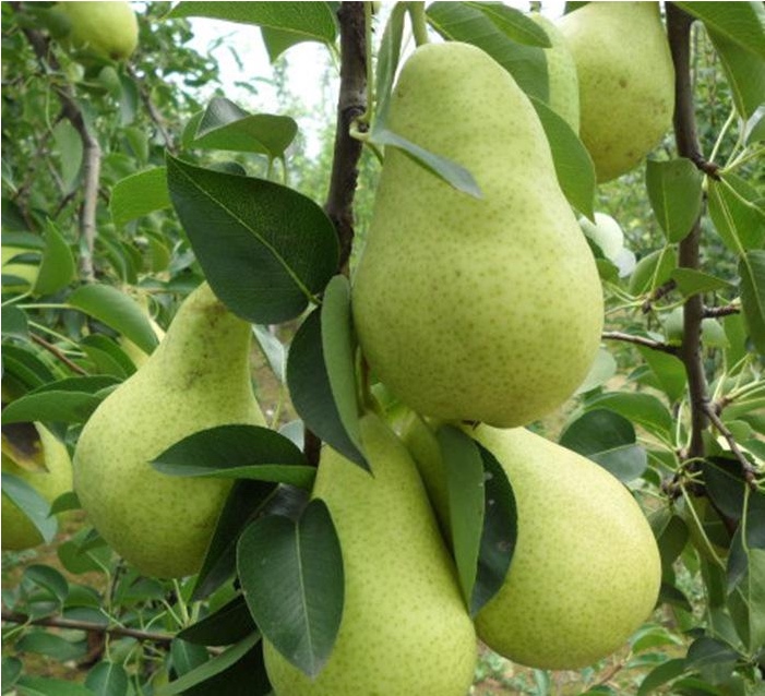 莱阳梨果园全景