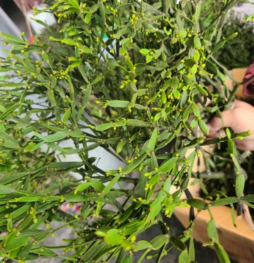 螃蟹脚寄生鲜货高山老树寄生