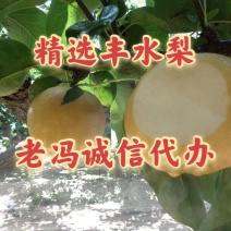 2024山东冠县丰水梨基地，口感脆甜，可对接电商供应链