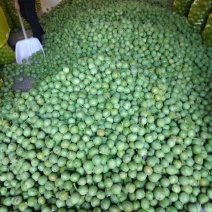 青皮核桃！！！大量上市！！！！需要的老板速度联系！！！！