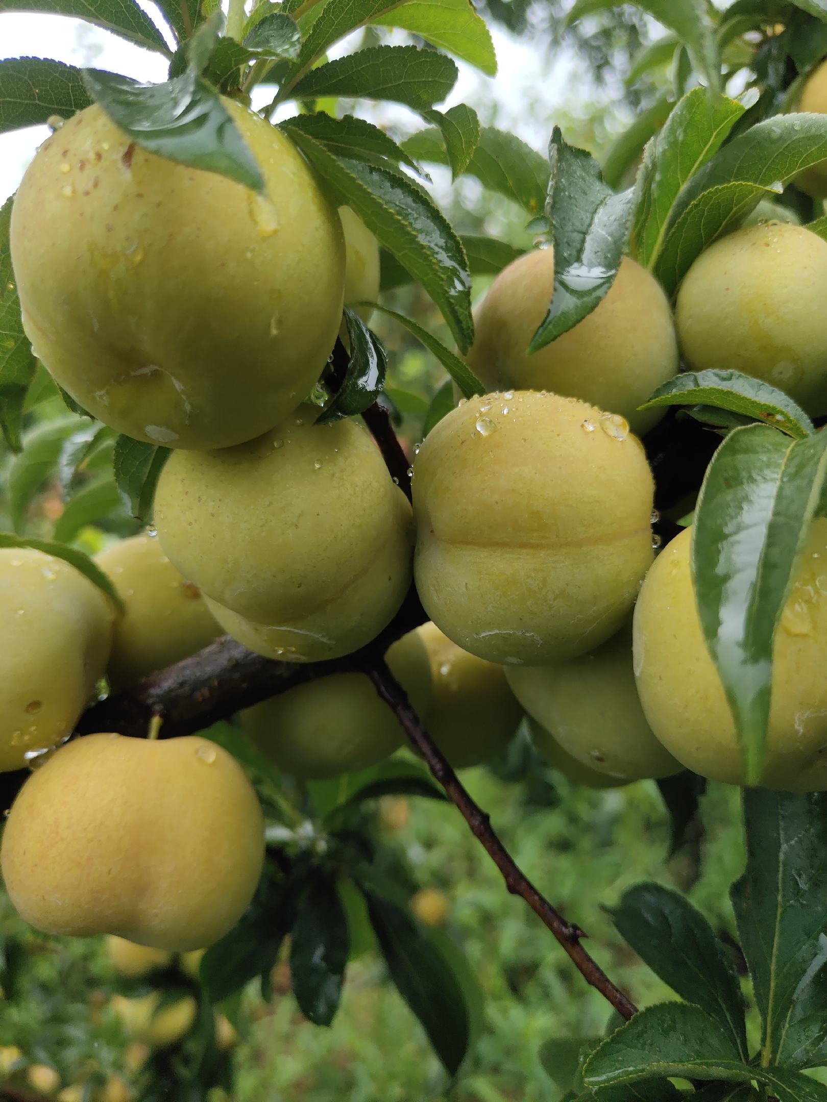 [脱骨李批发]云南文山古木镇香脆李价格1.80元/斤 - 一亩田